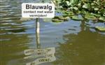 Blauwalg in de Dobbe vijver